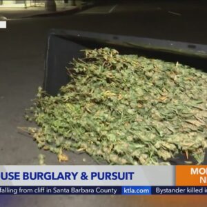 Truck leads LAPD on wild pursuit with crates of marijuana falling from truck