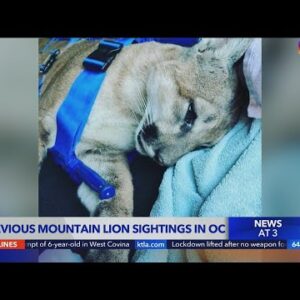 Mountain lion spotted in Newport Beach