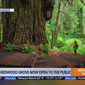 Once-secret California redwood grove now open to the public