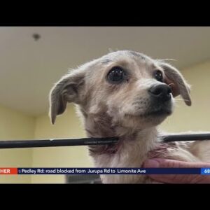 Puppy found with arrow in neck in Coachella Valley expected to survive