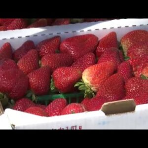 Strawberry Festival shines spotlight on Santa Maria's most important crop