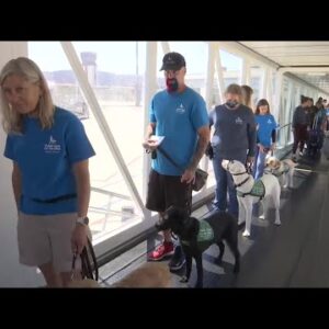 Golden Retrievers and Labrador puppies made their way through San Luis Obispo Airport