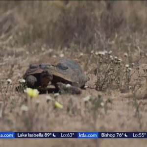 Joshua Tree's desert tortoises facing new set of challenges as experts fear risk of extinction