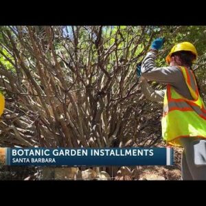 Tree Troll takes root in the Santa Barbara Botanic Garden