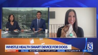 Whistle Health smart device tracks real time data on dogs