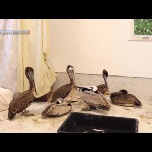 More than 30 brown pelicans rescued by Santa Barbara Wildlife Care Network in two days