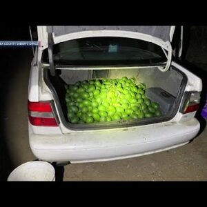 Sheriff’s deputy arrests man stealing avocados from Goleta ranch, also finds narcotics
