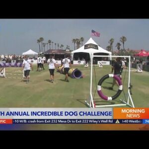 25th annual Incredible Dog Challenge returns