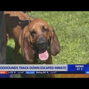 Bloodhounds help track down escaped inmate in Chino