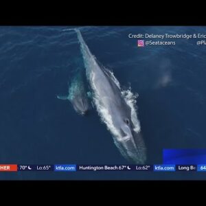 Blue whales put on a show off Long Beach
