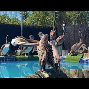 Santa Barbara Wildlife Care Network rescues more than 200 injured brown pelicans in two weeks