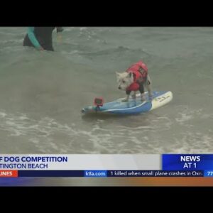 Dog challenge underway in Huntington Beach