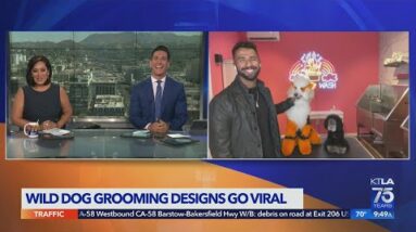 Dog groomer Gabriel Feitosa's wild styles go viral