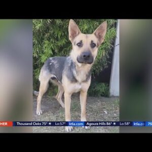 Dog stolen from Camarillo shelter dies after being found on freeway