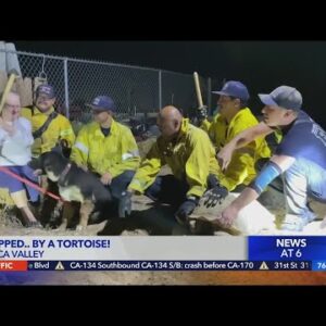 Firefighters save dogs trapped in tortoise den