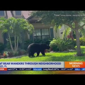 Giant bear wanders through Florida neighborhood