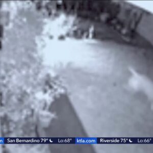 Huntington Beach dog survives coyote attack