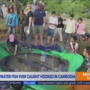 Largest freshwater fish recorded is caught in Cambodia