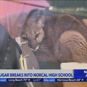 Mountain lion found in NorCal school