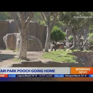 Dog who got into gorilla enclosure at San Diego zoo reunited with owner