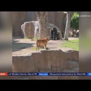 Stray dog wanders into gorilla habitat at SD Zoo Safari Park