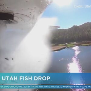 Thousands of fish dropped from Utah plane
