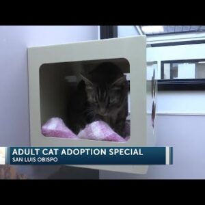 Woods Humane Society offers half-off adult cat adoptions during month of June