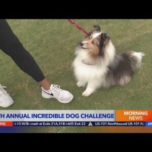 Puring Pro Challenge brings dogs from across California for competition