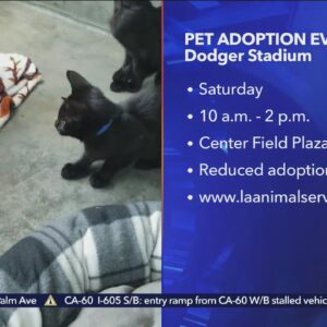 L.A. Animal Services to hold 1st-ever pet adoption event at Dodger Stadium