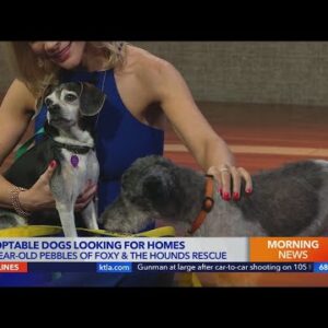 Adoptable dogs from Foxy and the Hounds looking for homes