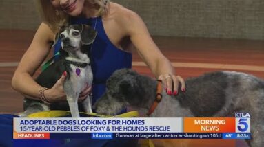 Adoptable dogs from Foxy and the Hounds looking for homes