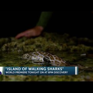SHARK WEEK: Santa Barbara’s Forrest Galante heads to ‘Island of the Walking Sharks’ in ...