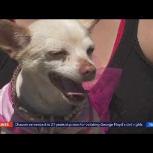 Chihuahua survives coyote attack in Van Nuys backyard