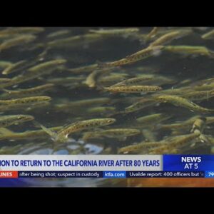 Chinook salmon to return to ancestral waters in California