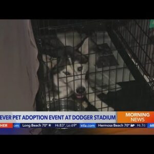 Dodger Stadium hosts first-ever pet adoption event