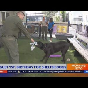 Dogust 1st a day to celebrate a shelter dog's birthday