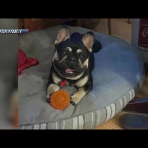 French bulldog stolen from backyard shocks Nipomo family