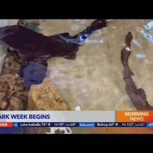 Heal the Ocean celebrates shark week
