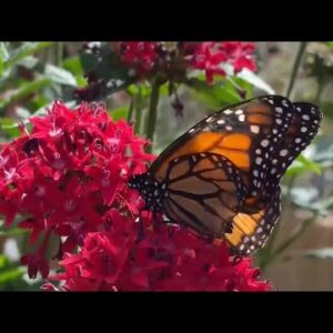 “Butterflies Alive” Exhibit spreads awareness about almost extinct Monarch butterflies
