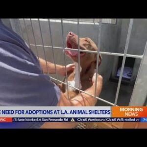 L.A. City Councilors warn of dire situation at local animal shelters