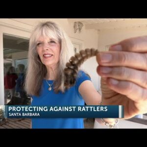 Santa Barbara woman credits snake aversion training after numerous backyard encounters ...