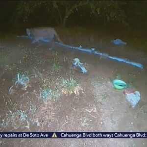 Mountain lion found dead along 101 Freeway in Woodland Hills