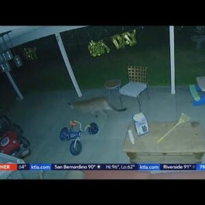 Mountain lion hangs in Simi Valley family's yard for 24 hours