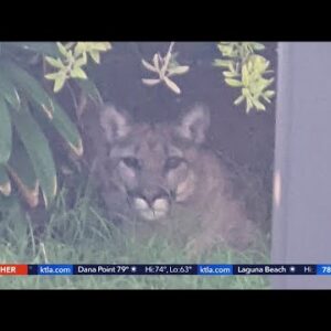 Mountain lion hangs out in family's backyard for entire day