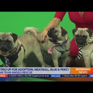 Pug trio up for adoption from Dream Team Angels Rescue