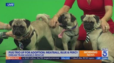 Pug trio up for adoption from Dream Team Angels Rescue