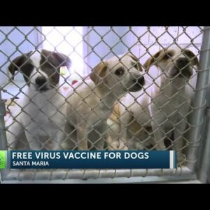Santa Barbara Humane offering free parvovirus vaccines for dogs in Santa Maria