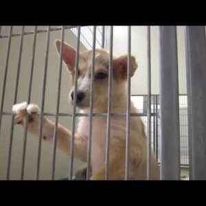 Animal shelters report uptick in lost pets following July 4th fireworks celebration