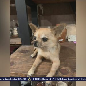 Taxidermied dog stolen from grieving family's vehicle in Commerce