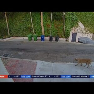Doorbell cam captures large mountain lion roaming Hollywood Hills neighborhood